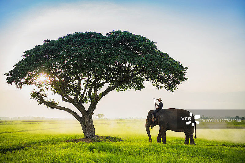 象夫带着大象在泰国素林稻田日出图片素材