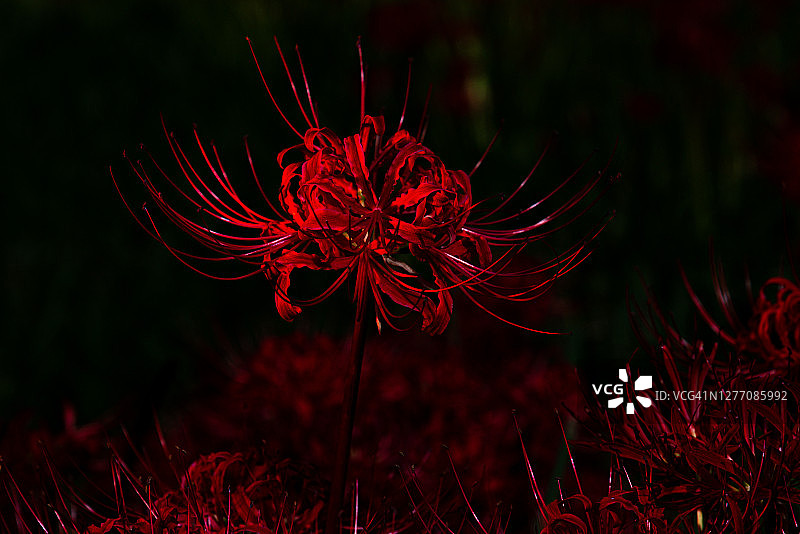 日本秋季盛开的彼岸花图片素材