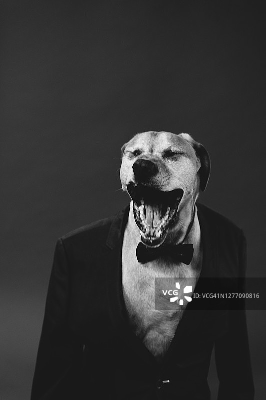 拉布拉多寻回犬，戴着正式蝴蝶结，身穿西装的黑白肖像图片素材