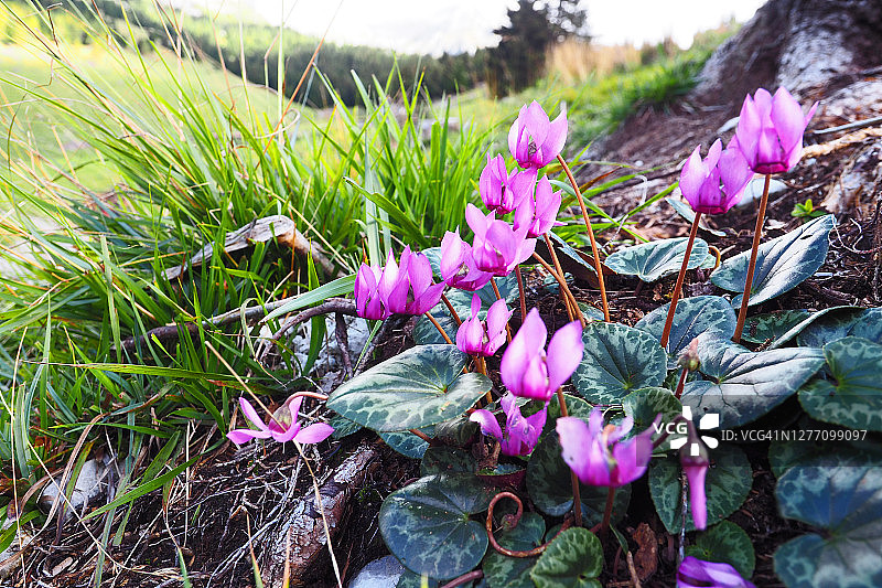 自然山地环境中的野生仙客来图片素材