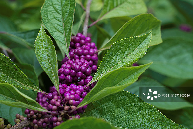 紫色紫珠秋季灌木图片素材