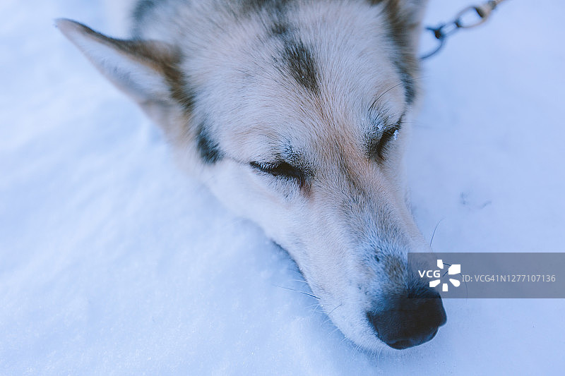 狗拉雪橇图片素材