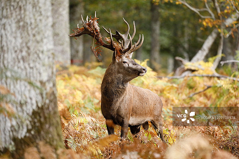 法国勃艮第，石板时期的鹿图片素材