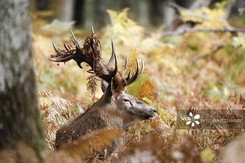 法国勃艮第，石板时期的鹿图片素材