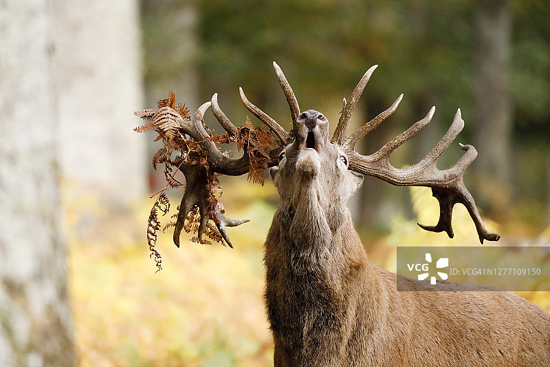 法国勃艮第，石板时期的鹿图片素材