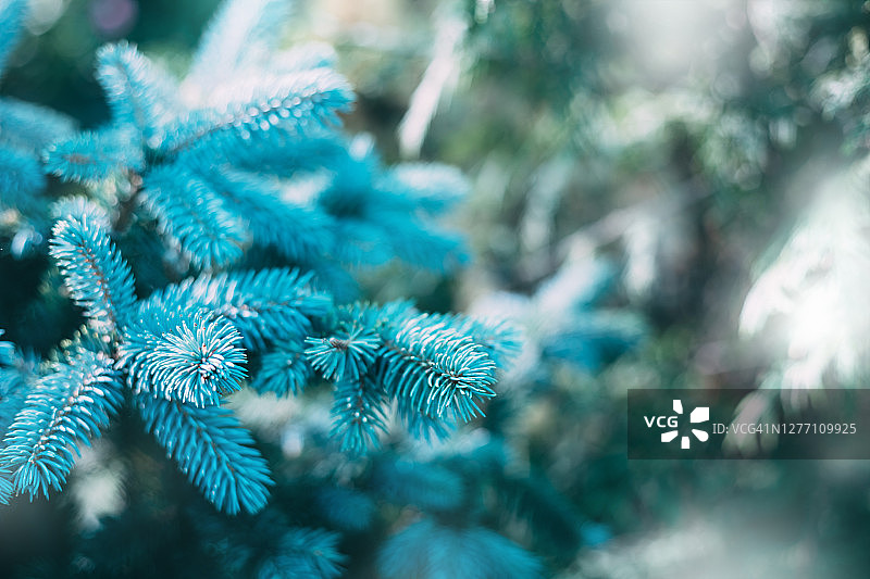 超级蓝色圣诞树云杉图片素材