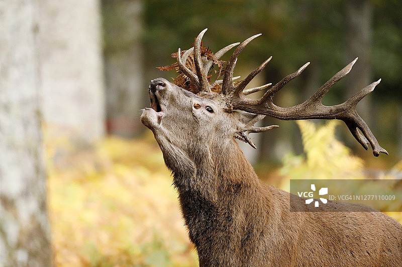 法国勃艮第，石板时期的鹿图片素材