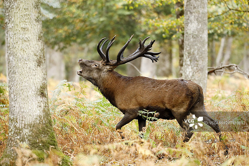法国勃艮第，石板时期的鹿图片素材