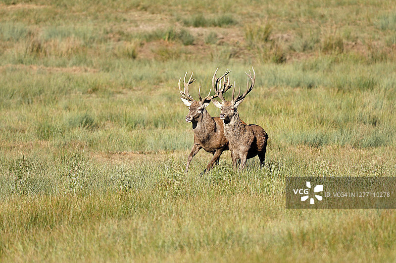 法国勃艮第，石板时期的鹿图片素材