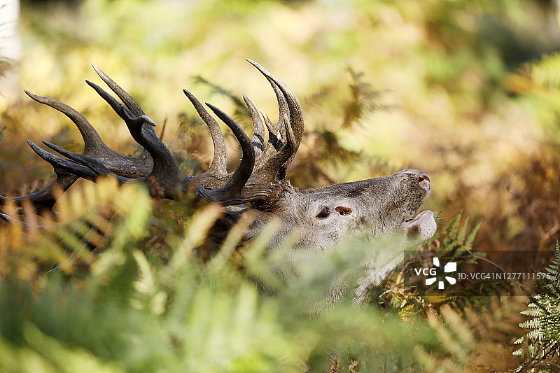 法国勃艮第，石板时期的鹿图片素材
