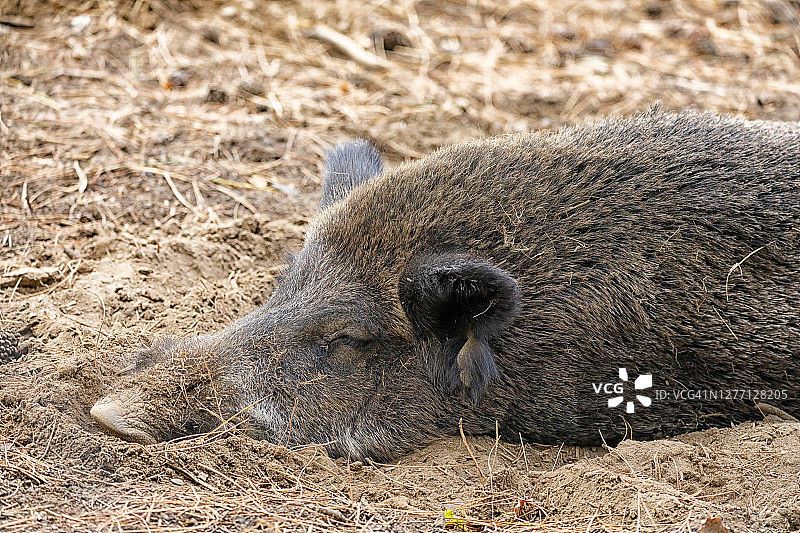 在法国勃艮第睡觉的野猪图片素材