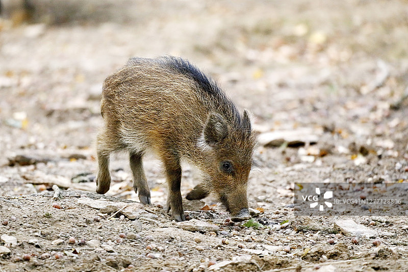 在法国勃艮第寻找食物的幼年野猪图片素材