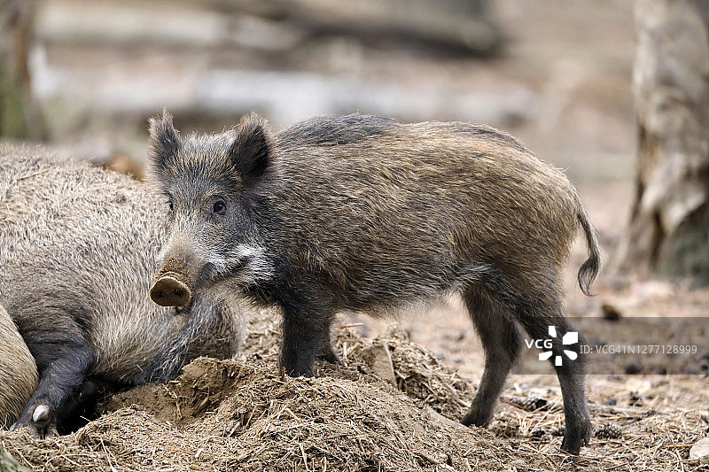 法国勃艮第的小野猪图片素材