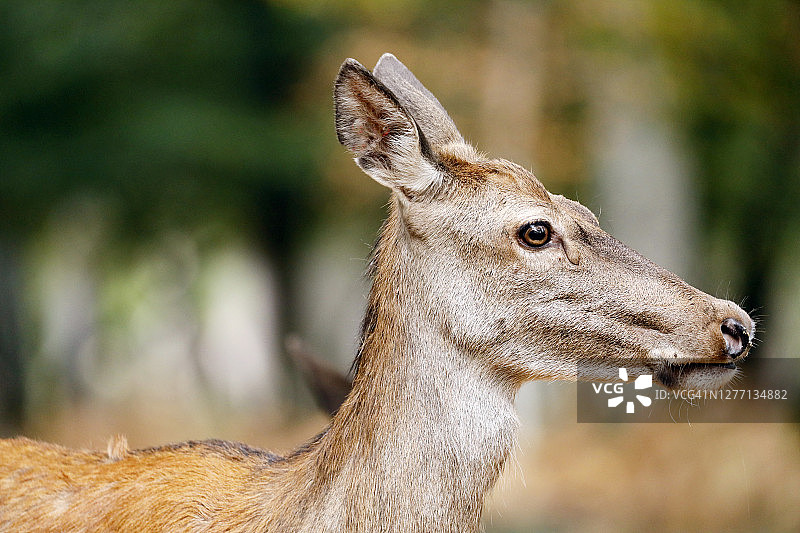 法国勃艮第，石板时期的幼鹿图片素材