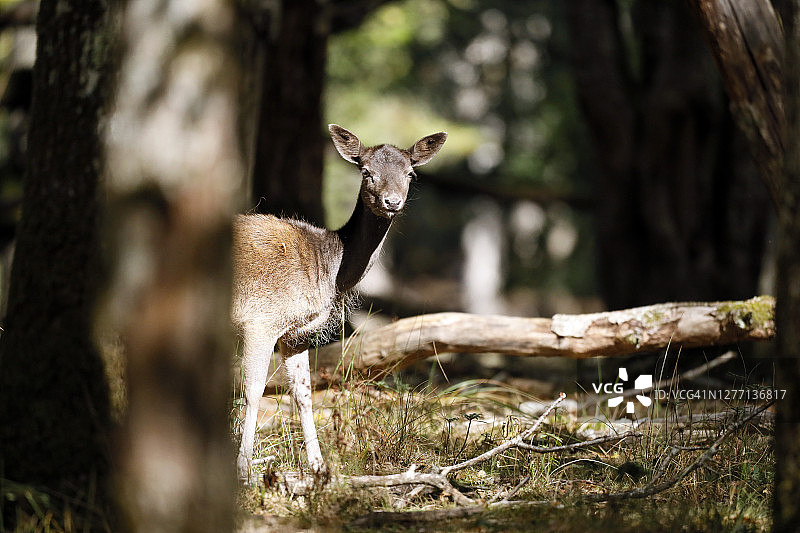 法国勃艮第，石板时期的幼鹿图片素材