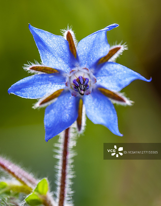 春天盛开的琉璃苣图片素材
