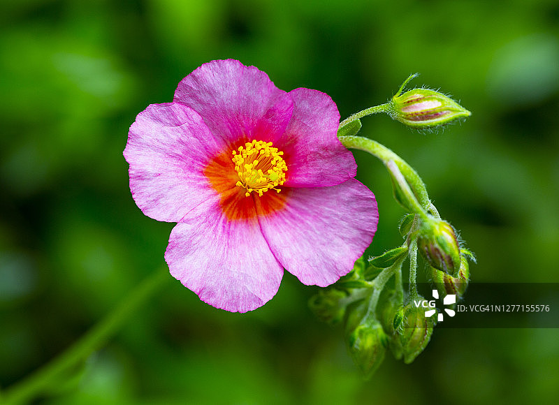 春天盛开的粉色老鹳草图片素材