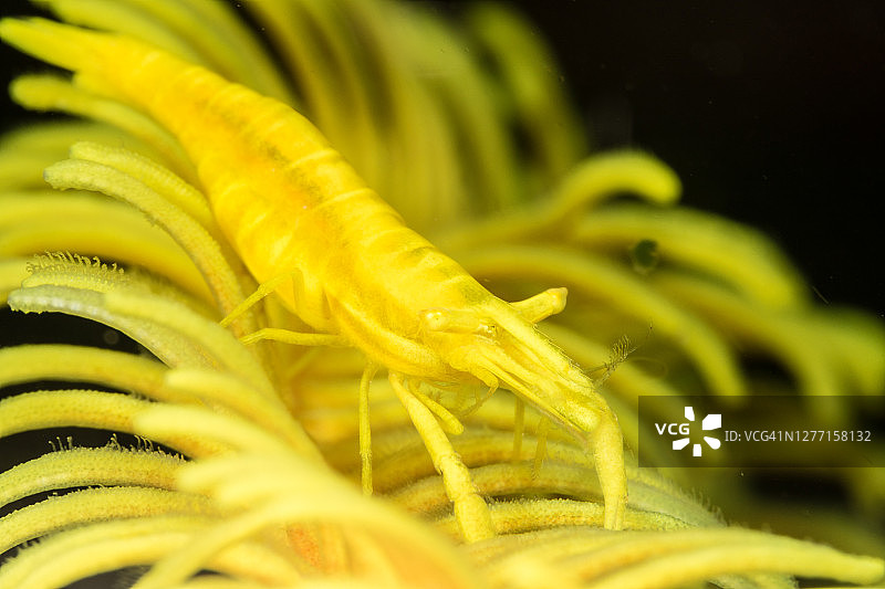 黄色细长海绵虾图片素材