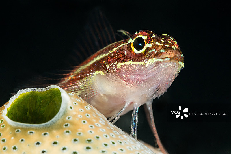 被囊动物上的条纹三鳍鱼图片素材