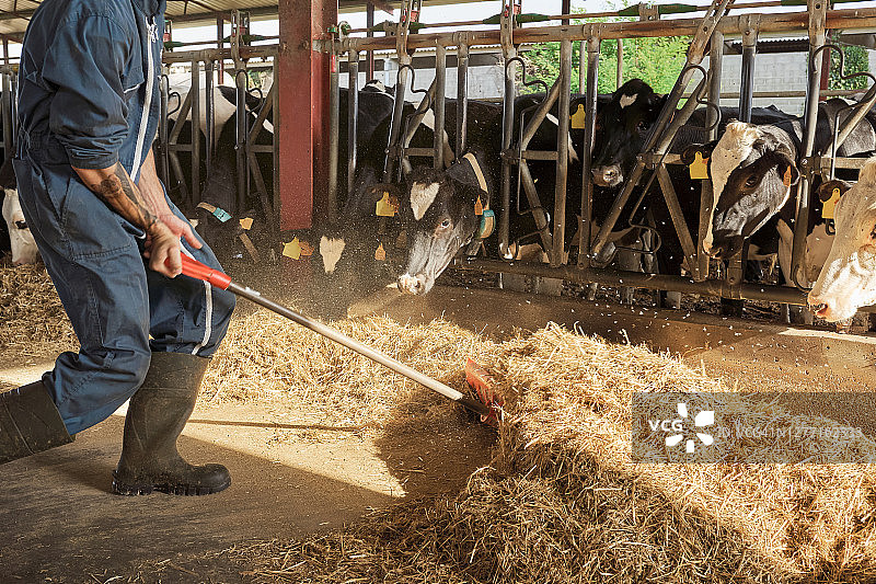 农民在棚里喂牛的身体中部特写图片素材