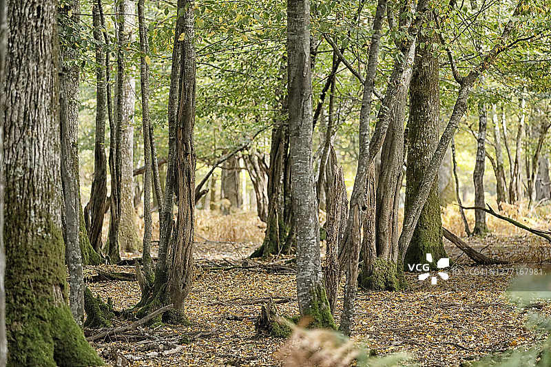 法国勃艮第的秋日森林图片素材