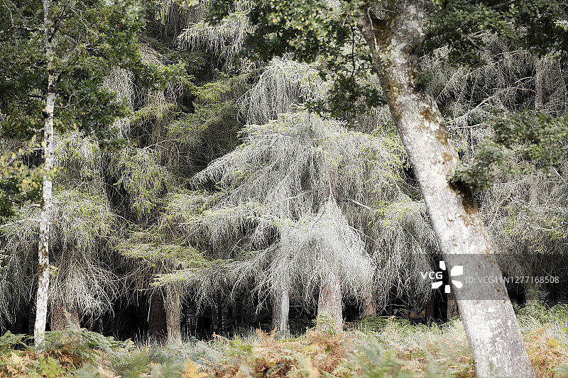 法国勃艮第的秋日森林图片素材