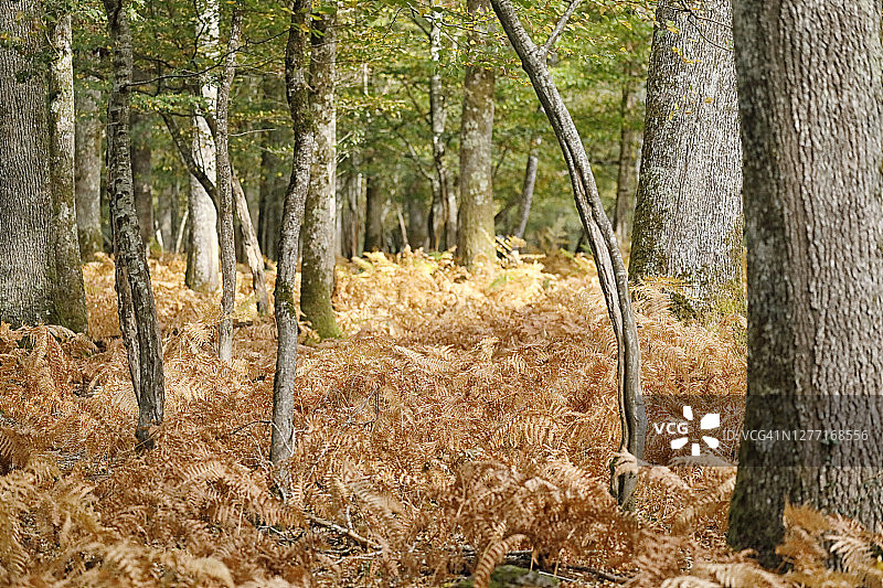 法国勃艮第的秋日森林图片素材