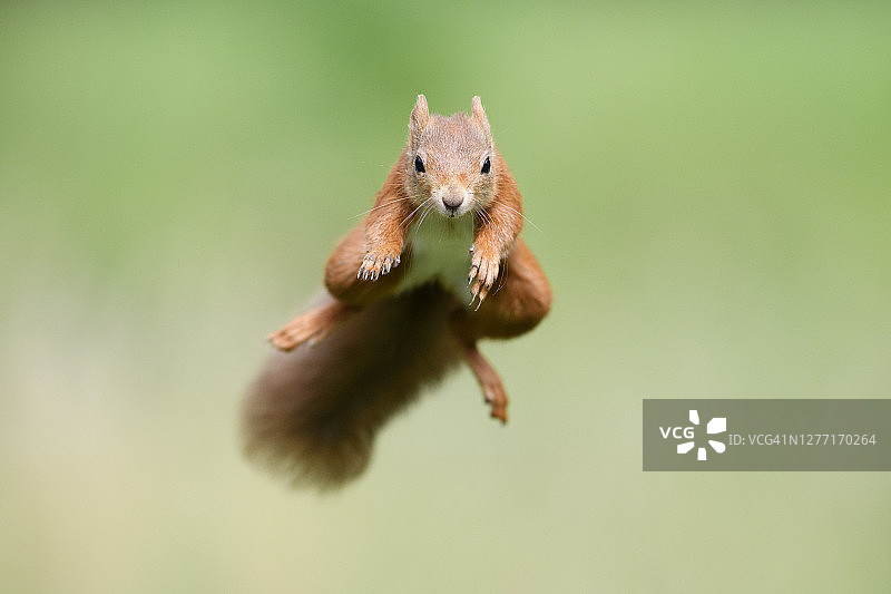 跳向镜头的欧亚红松鼠（松鼠属）肖像图片素材