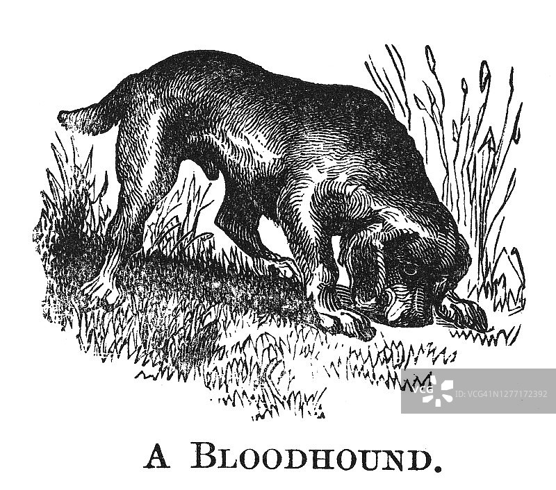 寻血猎犬的古老雕刻插图图片素材
