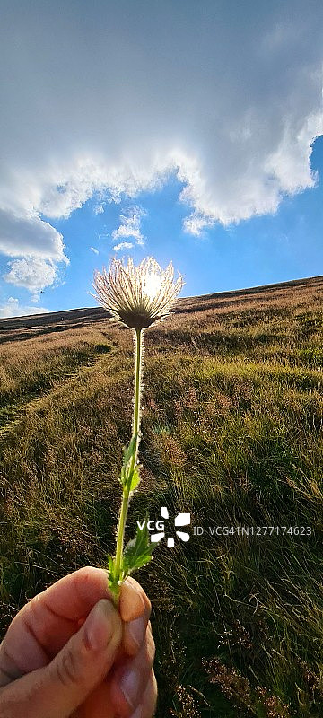 覆盖着夕阳的花田图片素材