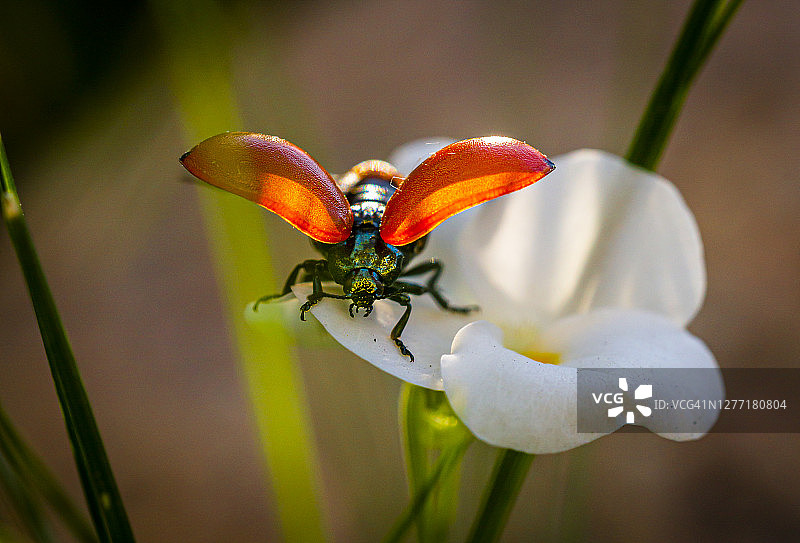 柳叶甲图片素材