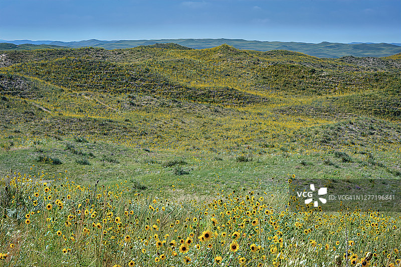 内布拉斯加州20号公路沿线的野生向日葵和沙丘图片素材