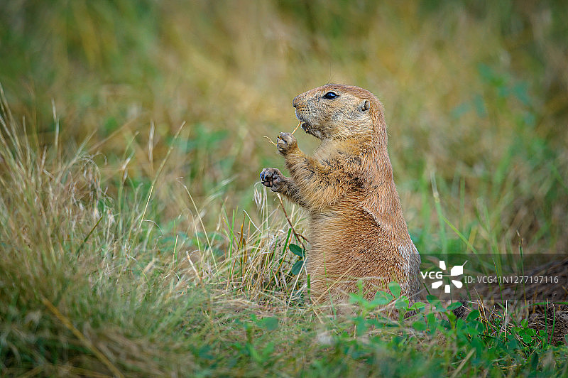 内布拉斯加州瓦伦丁附近，尼奥布拉拉堡国家野生动物保护区内吃东西的单只草原犬鼠图片素材