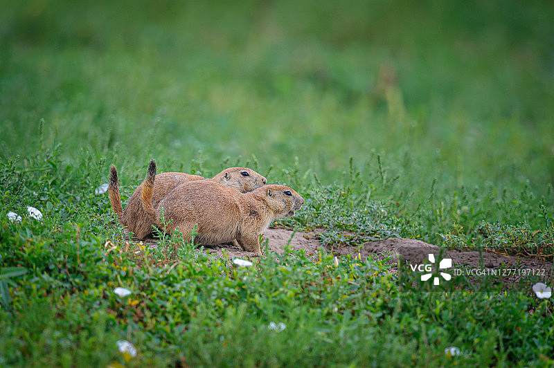 内布拉斯加州瓦伦丁附近的尼奥布拉拉堡国家野生动物保护区里，两只草原犬鼠发出警报图片素材