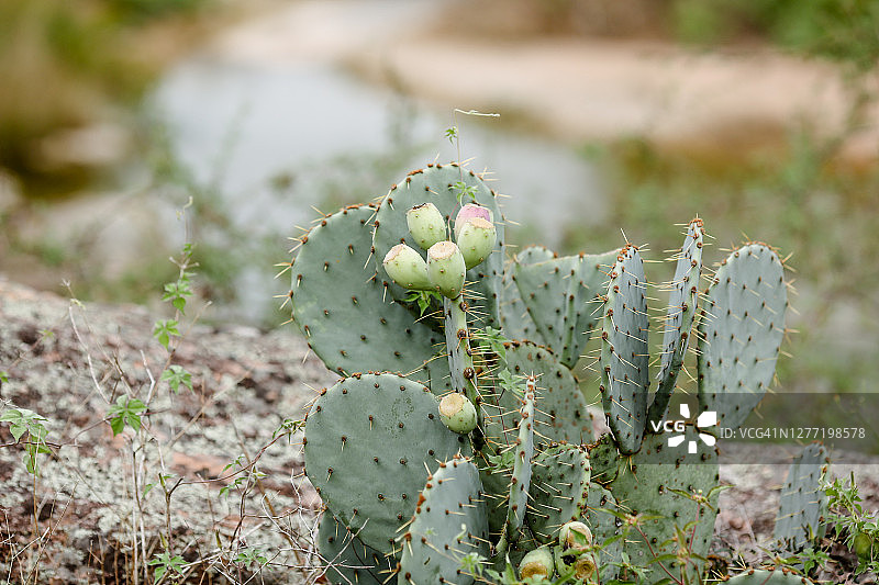德克萨斯州伯内特市墨水湖州立公园的仙人掌图片素材