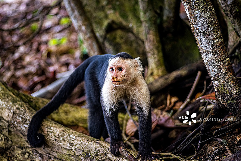 有趣的拟人化微笑猴子图片素材