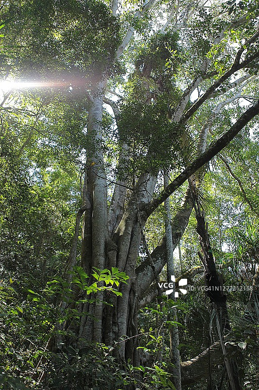 茂密热带雨林的低角度视图图片素材