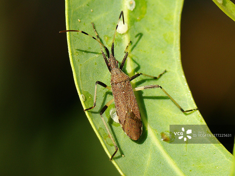 白足扁头蝽图片素材