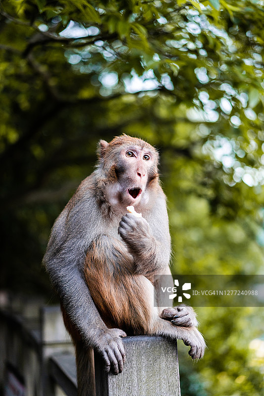 发呆的中年猴子图片素材
