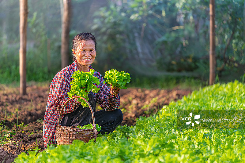 快乐的农民和可爱的生菜图片素材