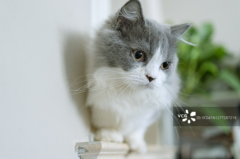 可爱拿破仑小猫图片素材