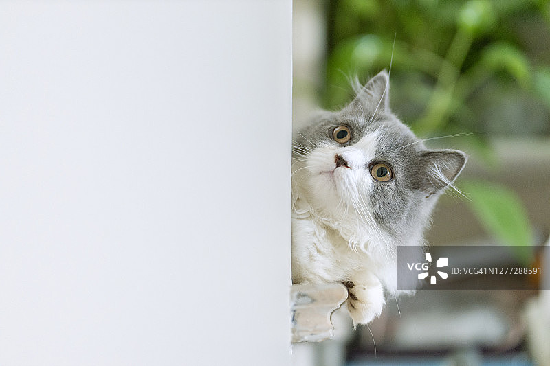 可爱小猫肖像图片素材