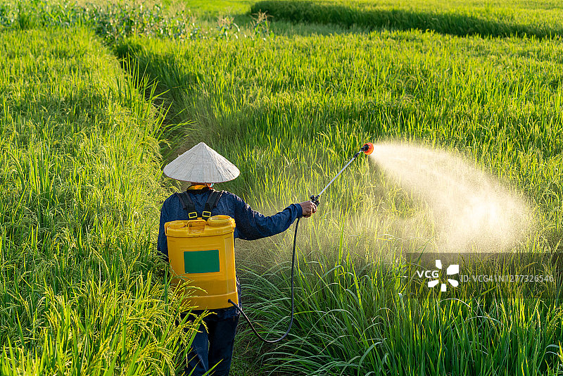 亚洲农民在日落时分的稻田里喷洒农药。图片素材