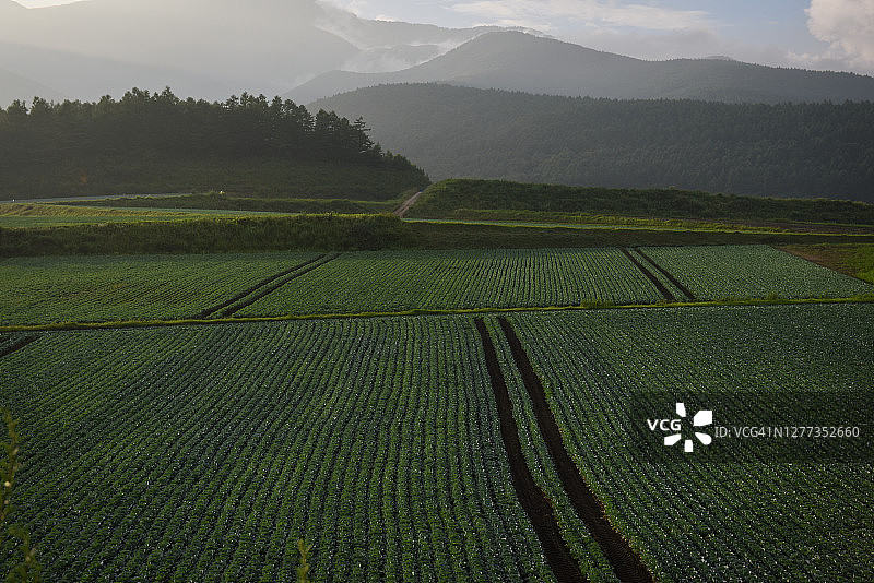 田野里的卷心菜图片素材