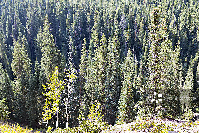 绿色树木图片素材