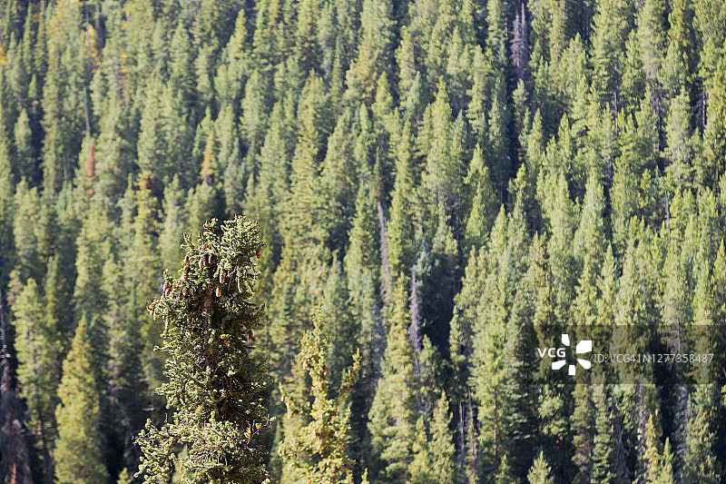 绿色树木图片素材