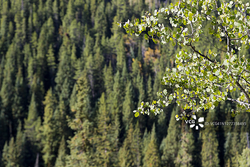 绿色树木图片素材