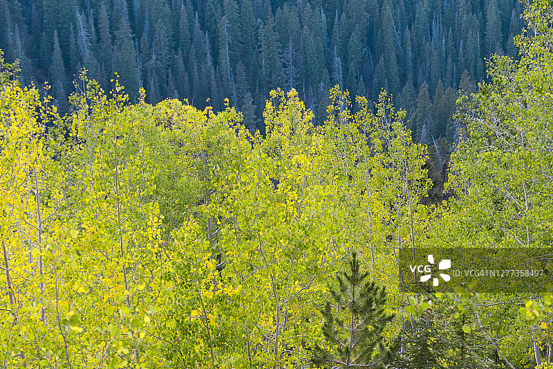 绿色树木图片素材