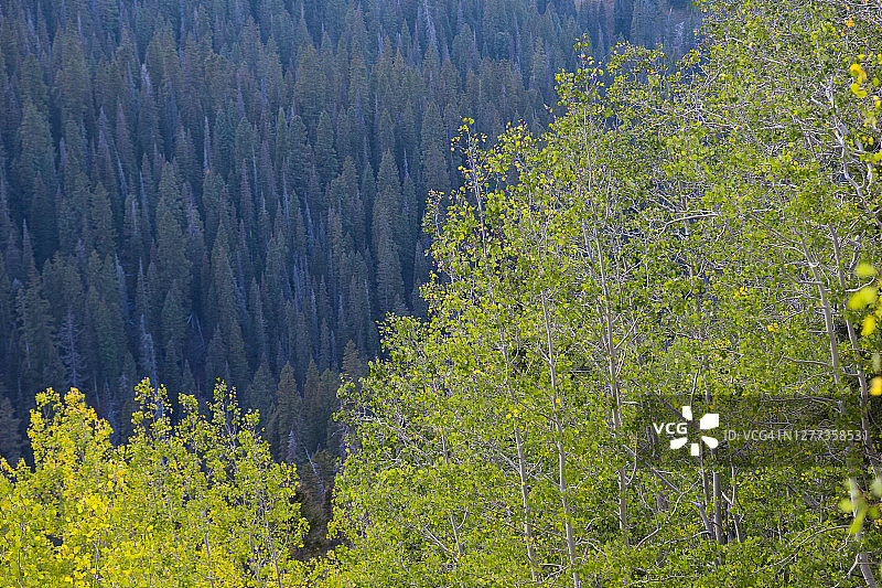 绿色树木图片素材