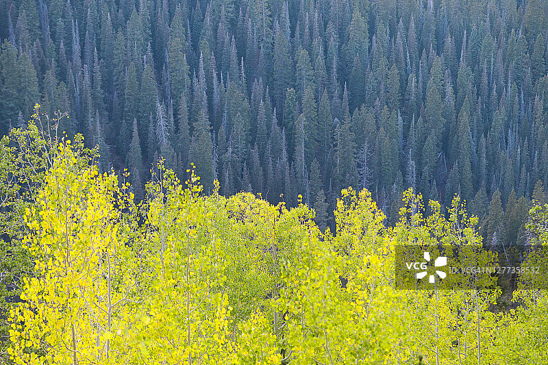 绿色树木图片素材